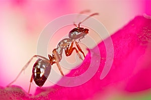 Red ant on a yellow flower