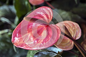 Red Anthrium Flower