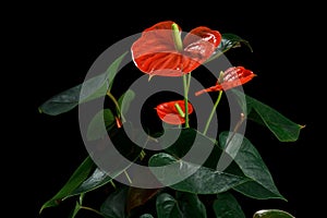 Red Anthurium, also known as tailflower, flamingo flower and laceleaf