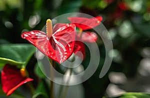 Red Anthurium Andre flower in nature