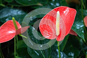 Red Anthurium Bloom