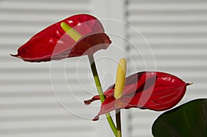 Red Anthurium Blossoms