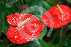 Red anthurium closeup