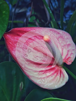 Red Anthurium Crystallinum flowers, blooming beautifully.