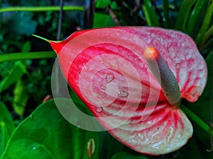 Red Anthurium Crystallinum flowers, blooming beautifully.