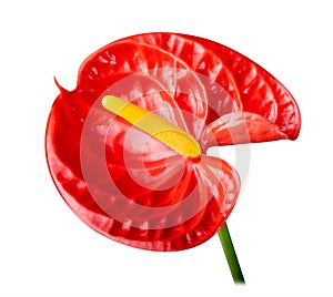 Red Anthurium or Flamingo flower isolated on white