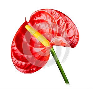 Red Anthurium or Flamingo flower on white background