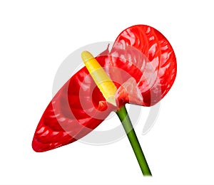 Red Anthurium or Flamingo flower on white background