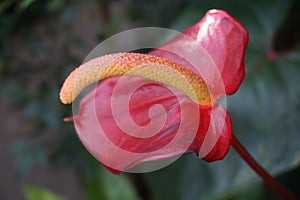 Red Anthurium Flower 1