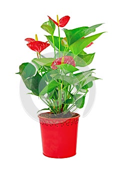 Red Anthurium Flower