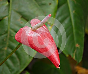 Red anthurium flower