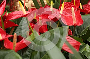 Red anthurium flower