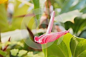 Red Anthurium Flower