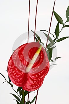 Red Anthurium flower,flamingo flower