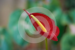 red anthurium flower in the garden