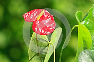 Red anthurium flower