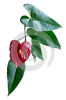 Red anthurium flower with leaves on white background. Anthurium