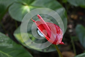 A red Anthurium flower with a red spadix, is blooming in the garden