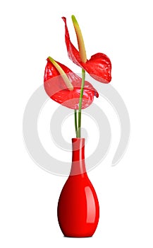 Red Anthurium flower in vase