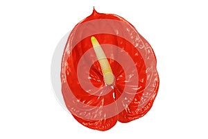 Red anthurium flower on a white background.