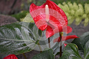 Red Anthurium Flowering Plant, Tailflower, Flamingo Flower, Laceleaf