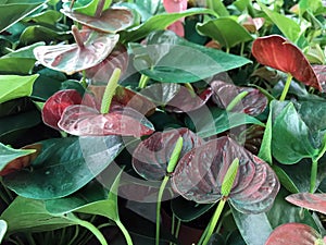 Red Anthurium flowers