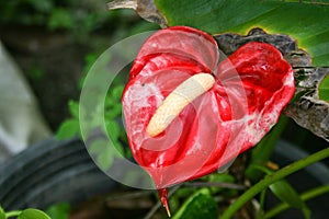 red Anthurium flowers and morning dew drops green leaves sunlight