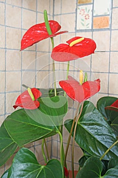 Red anthurium flowers.