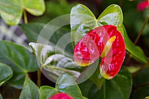 Red Anthurium in the garden