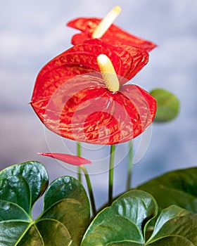Red Anthurium Laceleaf flower