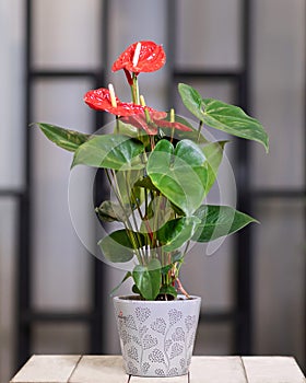 Red Anthurium Laceleaf flower plant