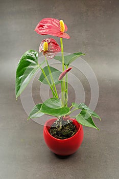 Red Anthurium Laceleaf flower plant in pot on a grey background