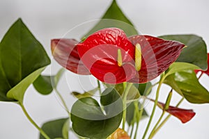 Red Anthurium Plant the color is associated with intense passions and desire for action. It stimulates activity and energy in your