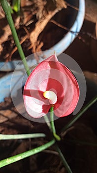 Red Anthuriyam flower