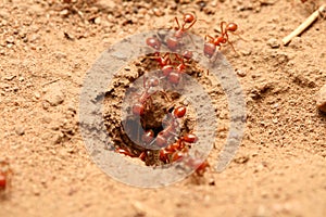 Red ants