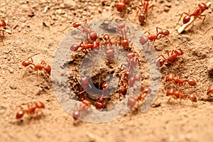 Red ants