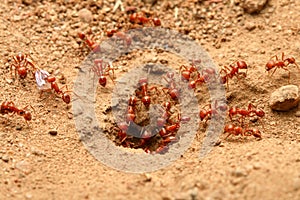 Red ants