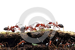 red ants anthill on white background