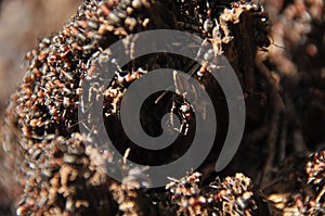 Red ants on an anthill in the woods basking in the spring sun after a long snowy winter