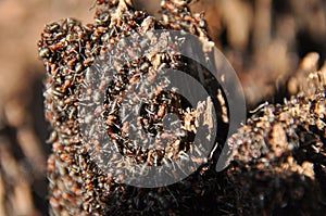 Red ants on an anthill in the woods basking in the spring sun after a long snowy winter