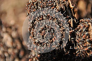 Red ants on an anthill in the woods basking in the spring sun after a long snowy winter