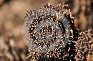 Red ants on an anthill in the woods basking in the spring sun after a long snowy winter