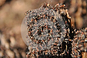 Red ants on an anthill in the woods basking in the spring sun after a long snowy winter