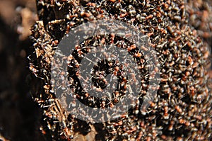 Red ants on an anthill in the woods basking in the spring sun after a long snowy winter