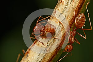 Red ants on the branches.