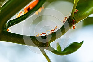 Red ants on branches of plant is protecting for aphids.