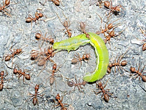 Red ants captured a caterpillar