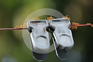 Red Ants on a Clips
