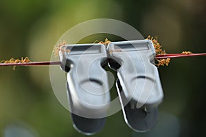 Red Ants on a Clips