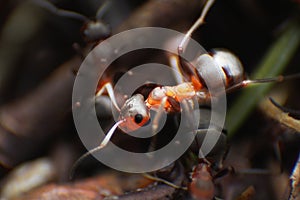 Red ants close up on natural background